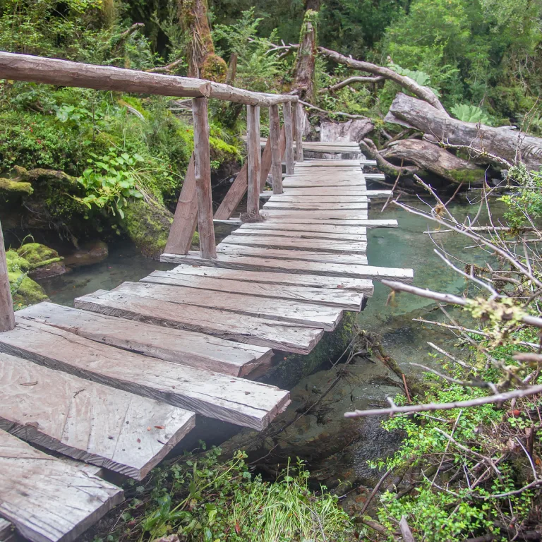 Bosque Encantado: disfruta la magia de Aysén