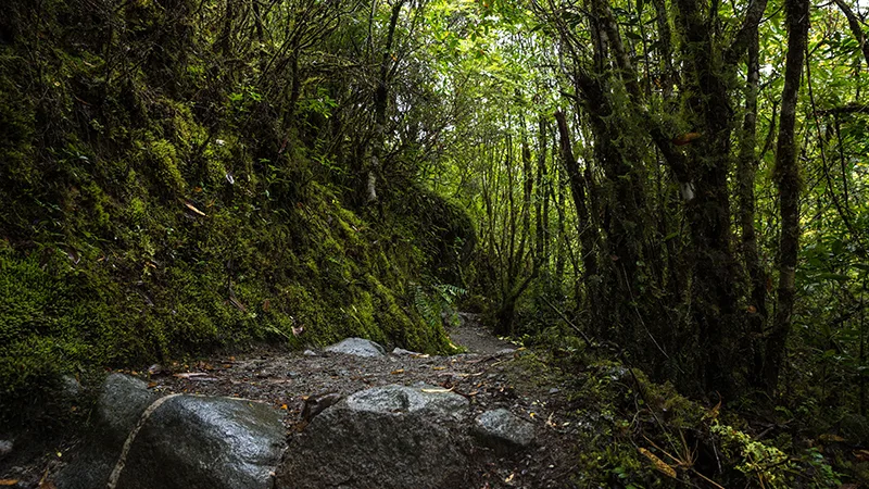 Queulat National Park