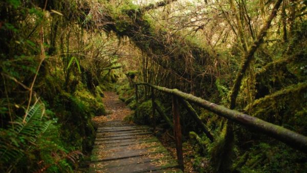 Bosque Encantado: disfruta la magia de Aysén